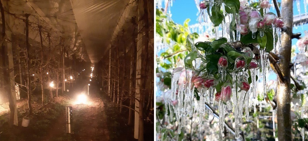 Fiori come cristalli e torce nelle campagne: così i contadini proteggono le colture dalle gelate